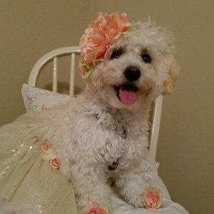 Meet your Posher, Miae